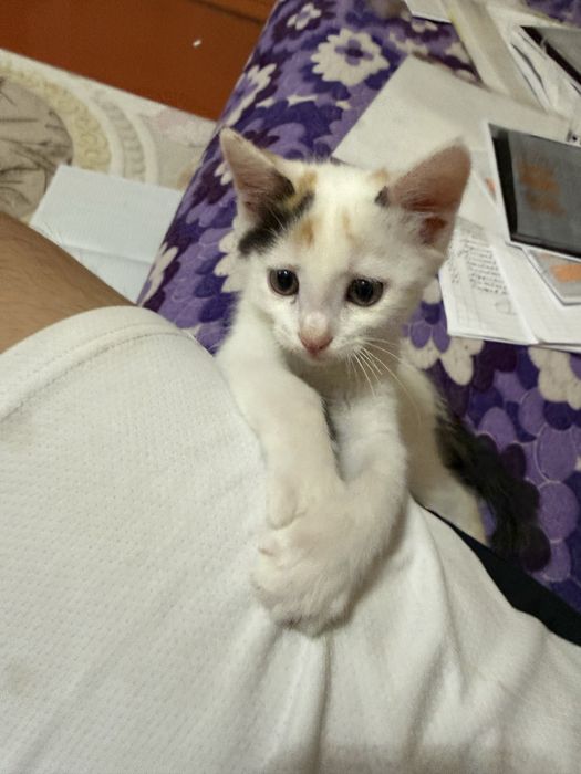 Отдадим котенка в хорошие руки