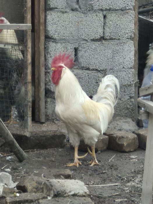 ХУРОЗЛАР сотилади. 1 ёшга тулмаган