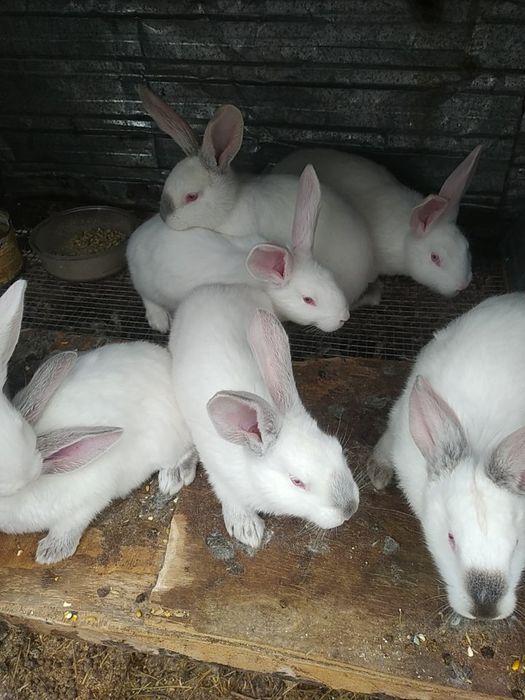 Продам кроликав продам