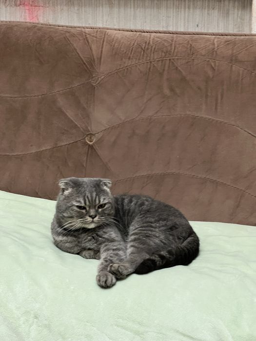 Мальчик скоттиш-фолд