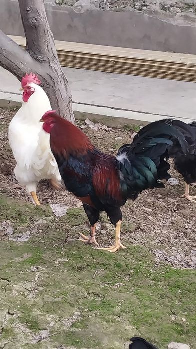 Xotinning qinidagi ikkita xoroz