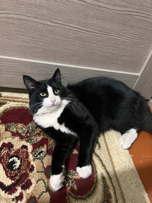 Отдам котика в добрые руки