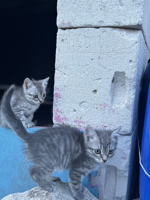 Отдам даром котят