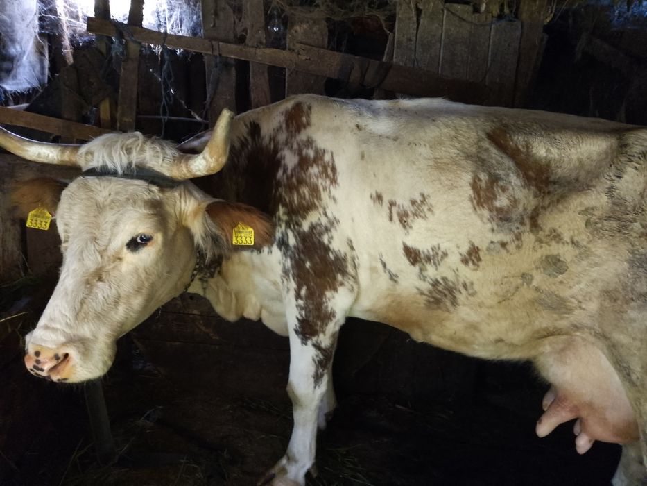 Vând vacă tânără bună de lapte văd că nu are vițel dar are lapte în jur de 20 l la zi