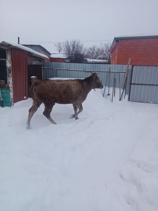 Продам телку полторашку