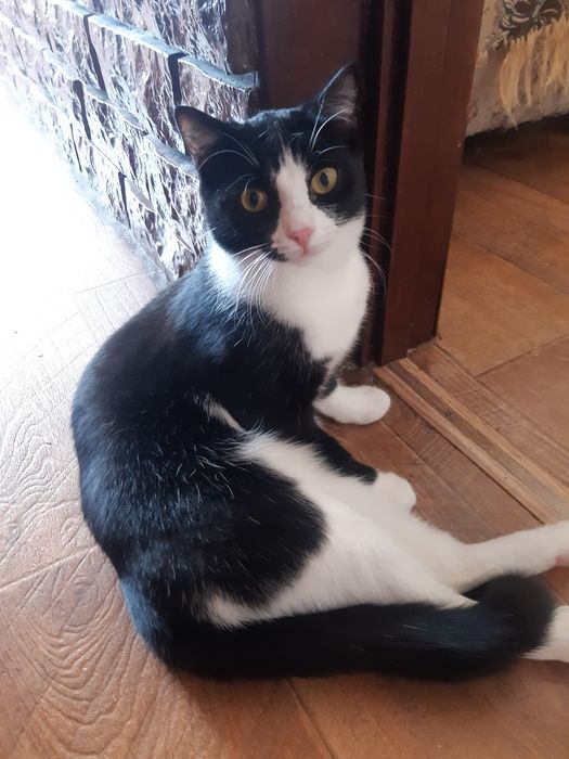 Кошечки стерилизованные