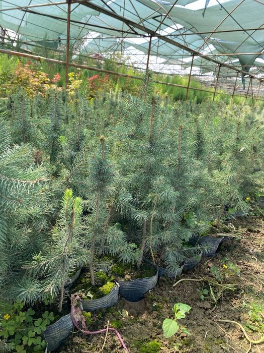 Голубой ель Goluboy yel Amerika Usa optom