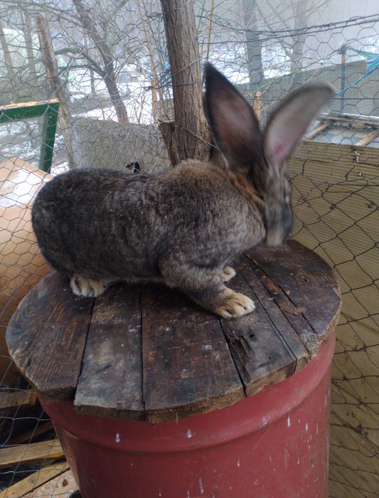 Mascul uriaș german