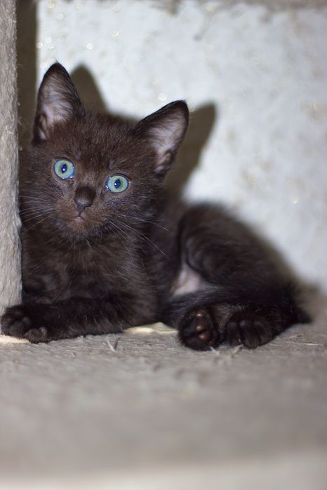 Продам котят 1,5 мес.