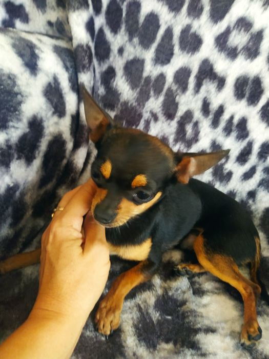 Вязка кобеля мини чихуахуа