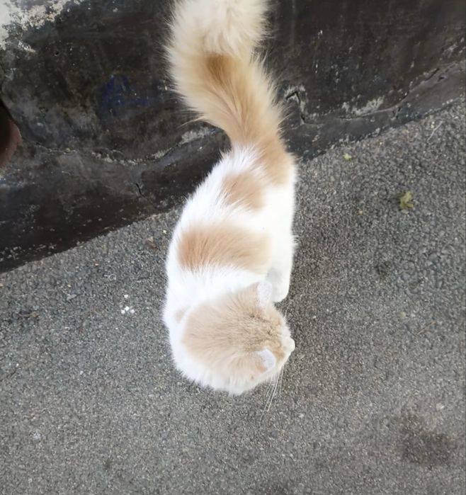 Отдам котёнка в добрые руки