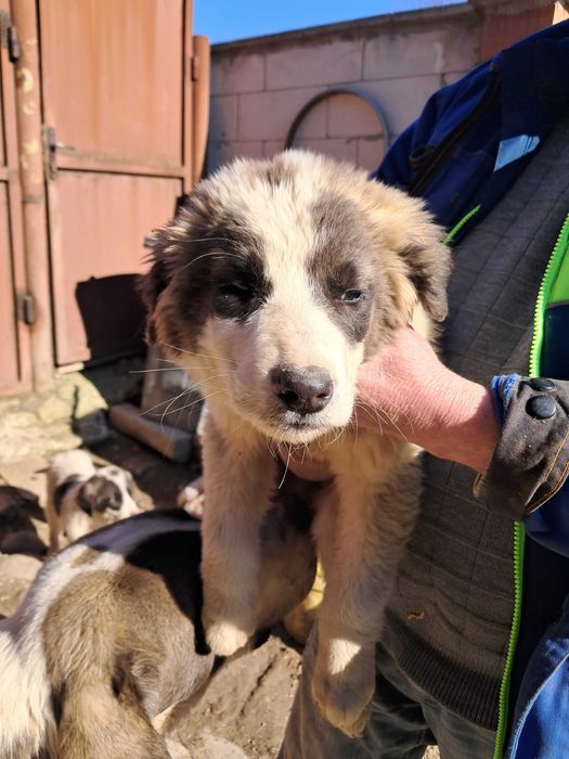 Ofer spre adoptie catei metis Asia Centrala