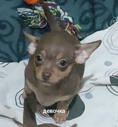 Щенки чихуахуа 2 месяца