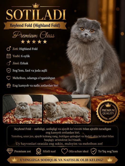 Sotiladi ! PREMIUM,Heylend Strayd zotli mushuk
