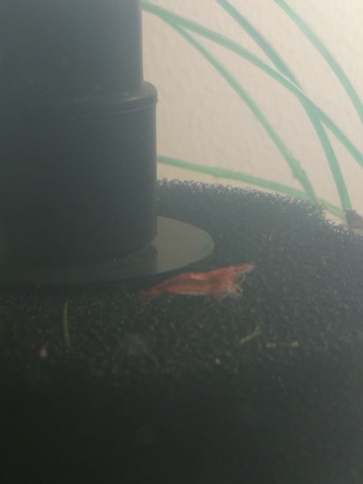 креветки 100тенге