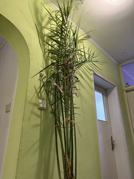Финикова палма 280см.