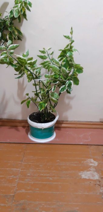 Комнатное растение фикус .