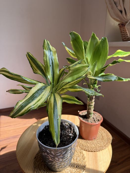 Драцены в ассортименте 50 см