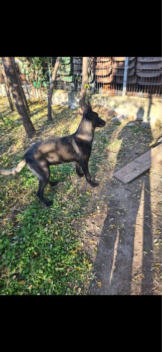 Ciobanesc Belgian Malinois Negru