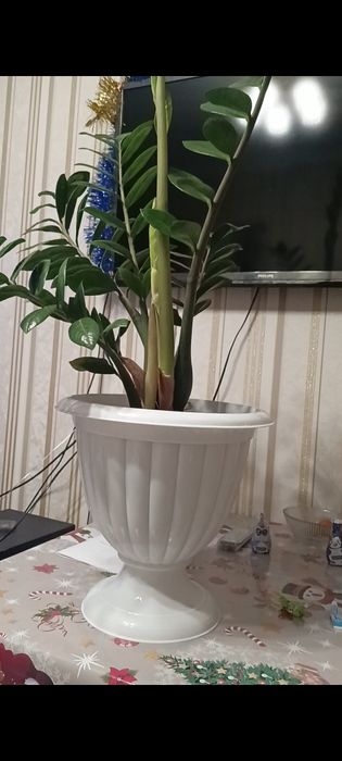 Продам доларовое дерево ,замиокулькас