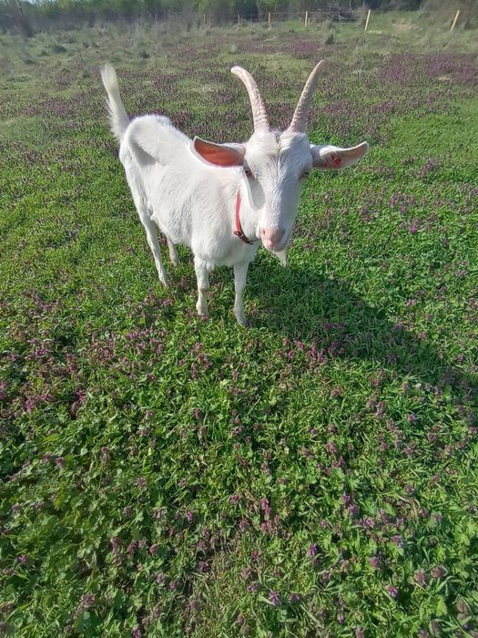 Lapte de capră  Saanen