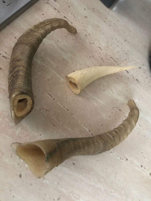 Coarne de berbec set