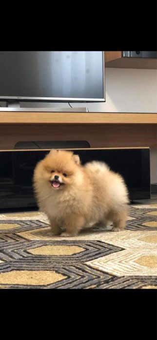 Fetita Pomeranian