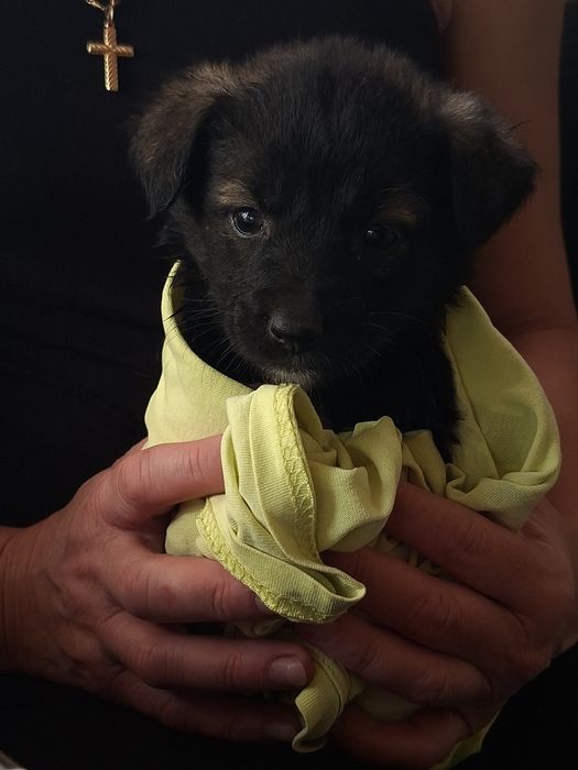 Отдам щенка, в добрые руки, девочка