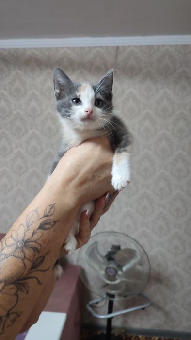 Девочка полтора месяца