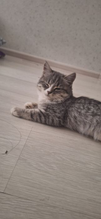 Кошка  отдам  на добрые  руку