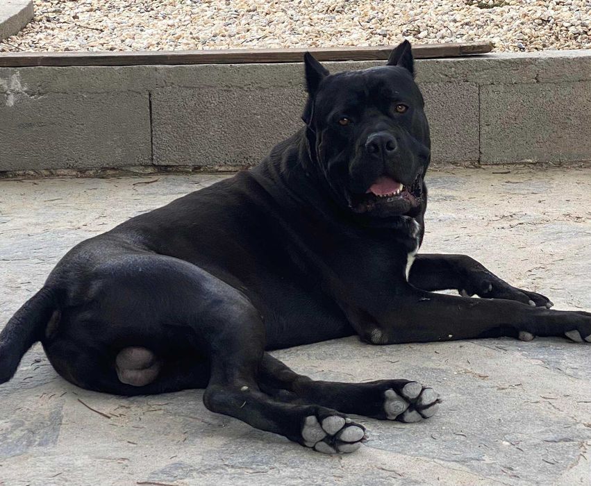 Малки бебета Корсо търсят своето семейство