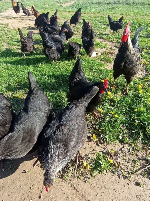 Tovuqlar soni 60 ta xoʻrozlari 4 ta hammasi sogʻlom