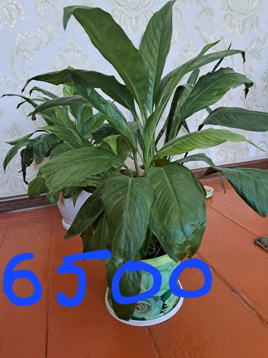 Продам комнатные растения  г