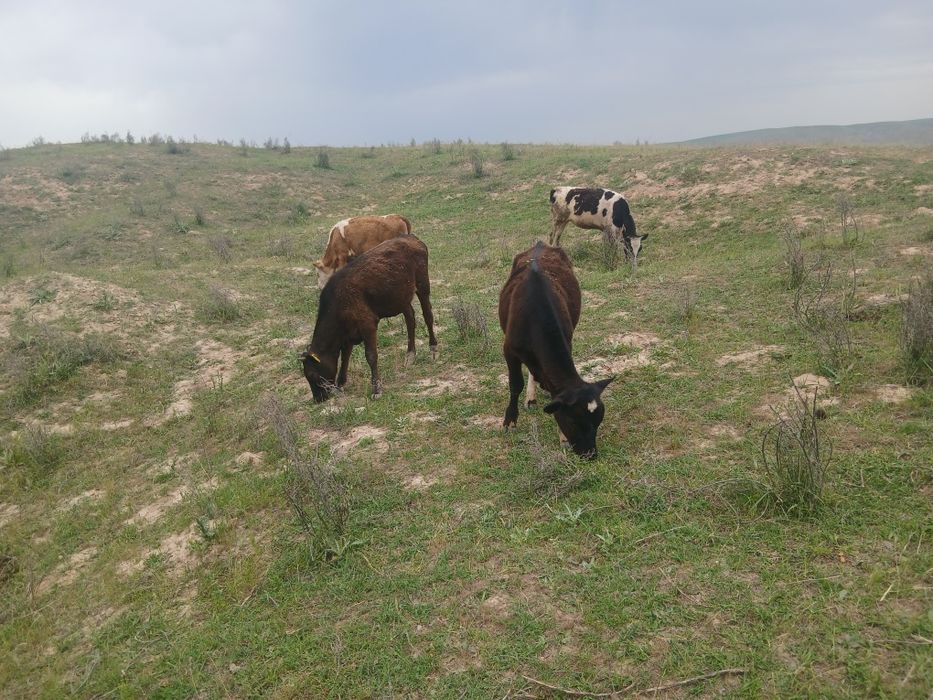 Гарантия бар ауры емес
