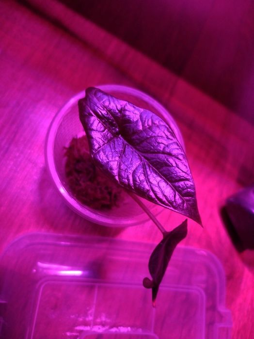 Алоказия скальпрум