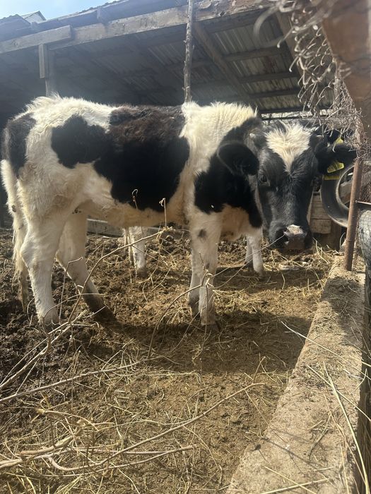 1 жас 1 ай, три тёлки.