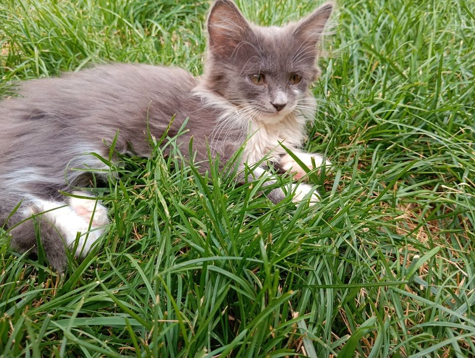 Scottish straight haylent mushuk bolasi 3 oy