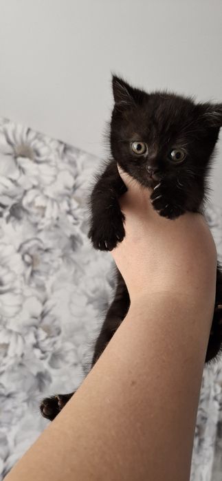 Девочка скоттиш страйт