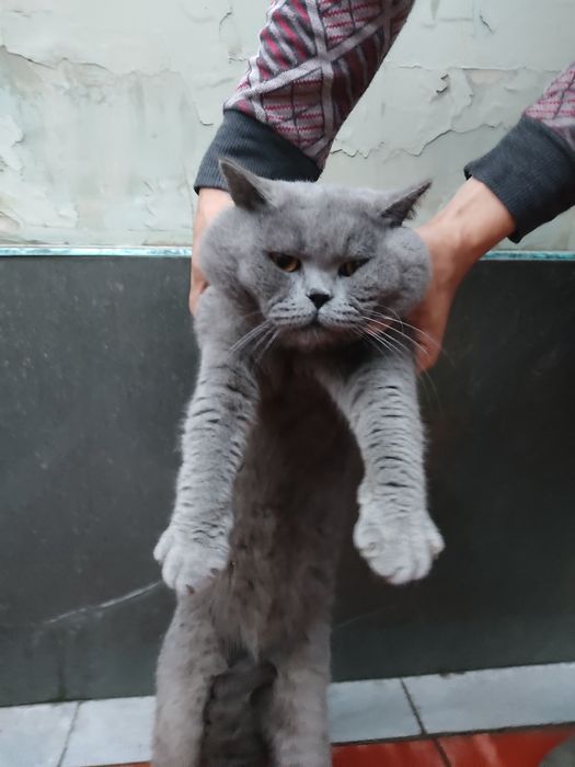 Seriy Britan Viyaska (qushishga)