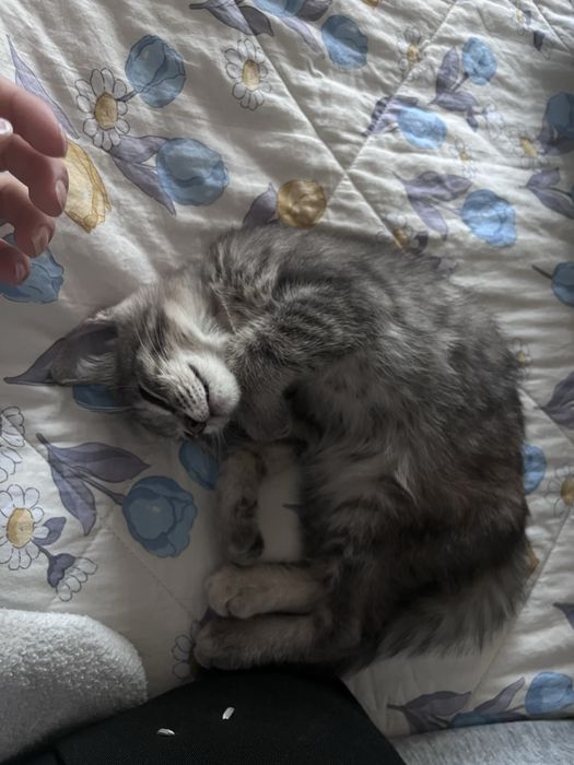 Котенок девочка