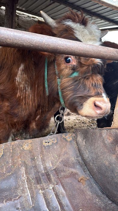 Бычок,бузау, телятины