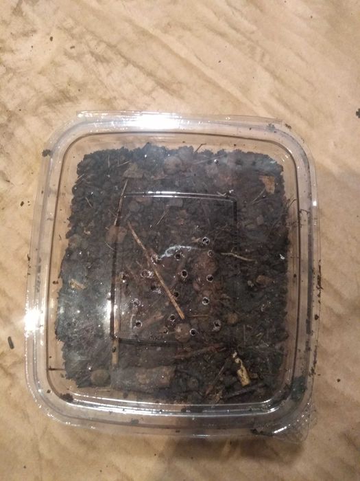 Земен червей за риболов