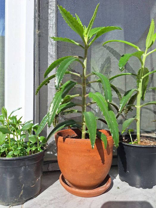 Цвете Каланхое Майка на хиляди