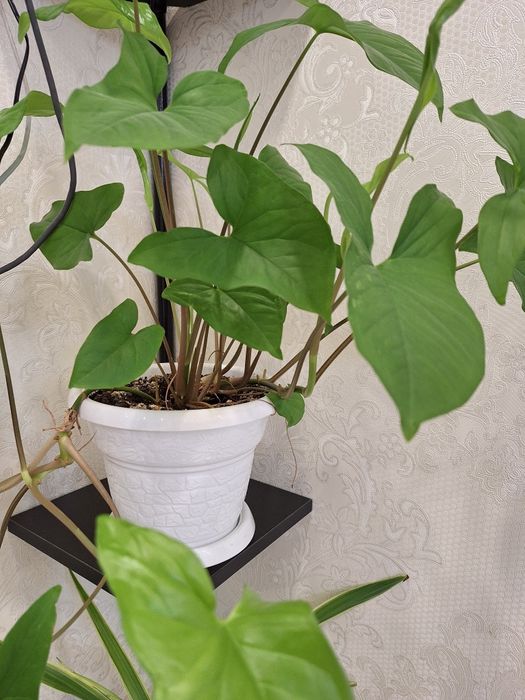 Красивые домашние цветы.