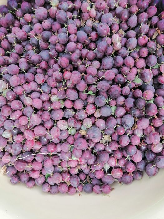 Продам красный крыжовник г. Тобыл