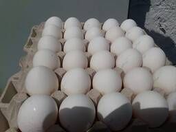 Яйцо по оптовым ценам