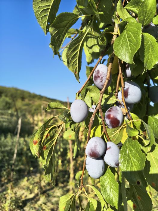 Prune pentru țuică