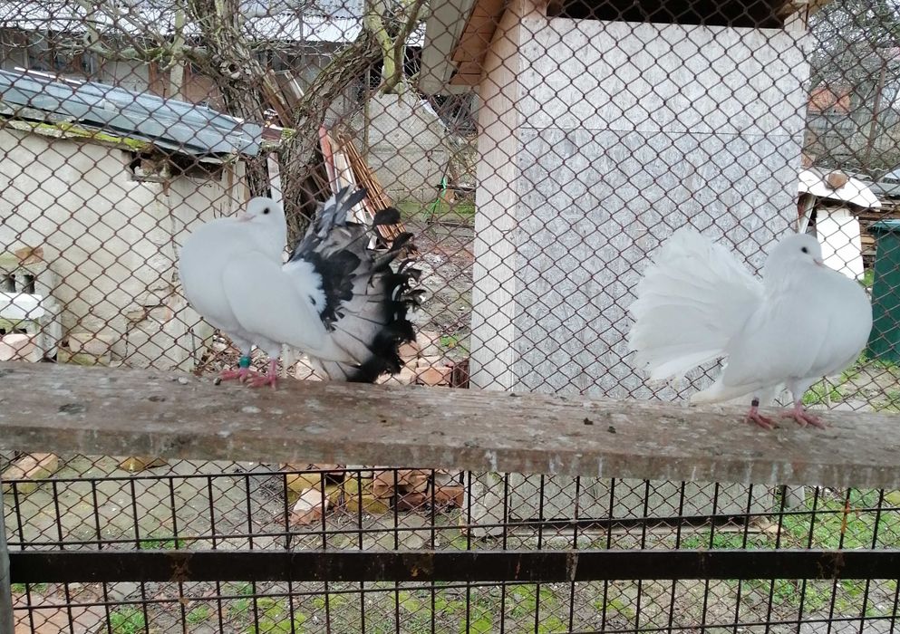 Vand porumbei voltati