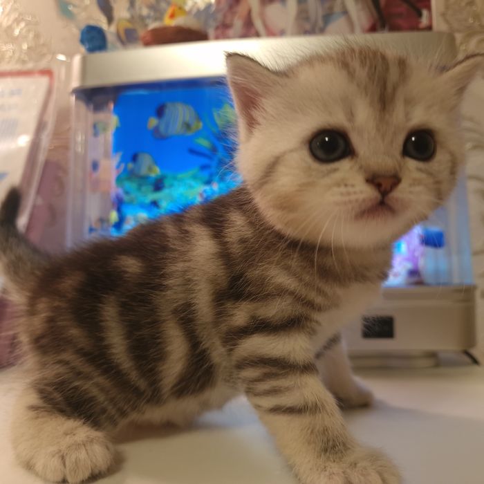 Продаются котятам