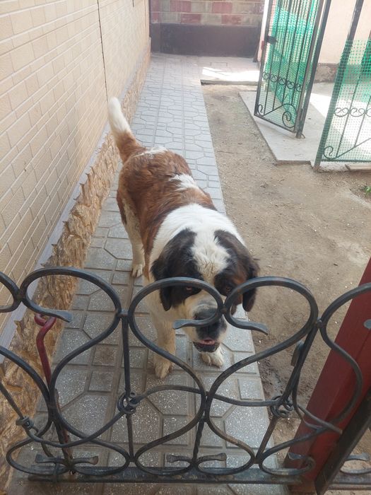 Продам сенбернара сука